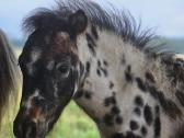 Apaloosa poni eržiliukas - nuotraukos Nr. 2
