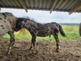 Apaloosa poni eržiliukas - nuotraukos Nr. 4