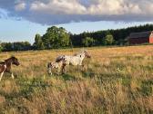 Apaloosa poni eržiliukas - nuotraukos Nr. 5