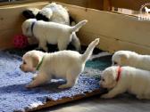 Labradorų veislynas "Burbonas"! - nuotraukos Nr. 5