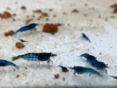Neocaridina krevetės "blue dream"