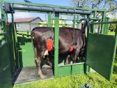 Galvijų fiksavimo gardas, veterinarinės staklės - nuotraukos Nr. 12
