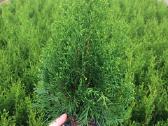Thuja Smaragd - p9 vazonas - 0,80 € - iki 60 cm - nuotraukos Nr. 7