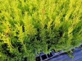 Thuja Smaragd - p9 vazonas - 0,80 € - iki 60 cm - nuotraukos Nr. 8