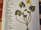 Pavasarį žydintys augalai - nuotraukos Nr. 10