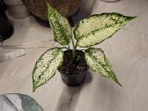 Aglaonema Snow- - nuotraukos Nr. 32
