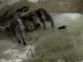 Parduodami Šokliukai voriukai Phidippus regus - nuotraukos Nr. 2
