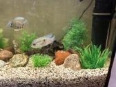 Parduodamas akvariumas 120 L - nuotraukos Nr. 5
