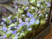 Akvariumo krevetės - nuotraukos Nr. 3