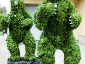 Augalų Skulptūros (Topiary), rėmai - nuotraukos Nr. 7