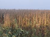 Pakrančių tvarkymas,nendrių pjovimas,šaknų rovimas - nuotraukos Nr. 10