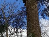Čaga (Chaga ) - nuotraukos Nr. 2