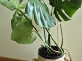 Kambarine gele monstera.