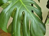 Kambarine gele monstera. - nuotraukos Nr. 2
