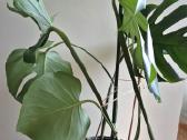 Kambarine gele monstera. - nuotraukos Nr. 3