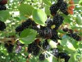 JUODASIS ŠILKMEDIS Morus nigra - nuotraukos Nr. 9