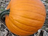 Helloween moliūgai - nuotraukos Nr. 3