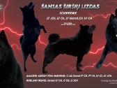 Poruojamas/kergimui Šiperkės (Schipperke) patinas - nuotraukos Nr. 4
