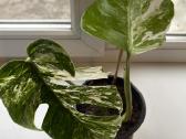Monstera borsigiana Albo Variegata.