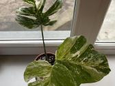 Monstera borsigiana Albo Variegata. - nuotraukos Nr. 2