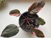 Philodendron pink pricess