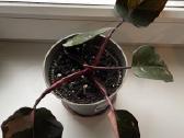 Philodendron pink pricess - nuotraukos Nr. 2