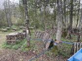 Shiitake grybų rąsteliai, šitake rąstai, įskiepyti - nuotraukos Nr. 8