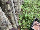 Shiitake grybų rąsteliai, šitake rąstai, įskiepyti - nuotraukos Nr. 5