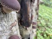Shiitake grybų rąsteliai, šitake rąstai, įskiepyti - nuotraukos Nr. 6