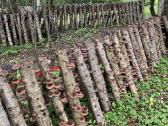 Shiitake grybų rąsteliai, šitake rąstai, įskiepyti - nuotraukos Nr. 3