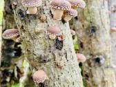 Shiitake grybų rąsteliai, šitake rąstai, įskiepyti