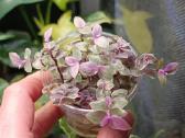 Callisia Rossato Pink Lady