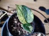Scindapsus Dark Silver Cloud