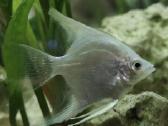 Įv. akvariuminės žuvelės Šiauliuose - nuotraukos Nr. 26