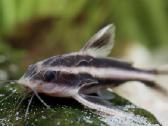 Įv. akvariuminės žuvelės Šiauliuose - nuotraukos Nr. 18