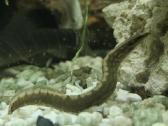 Įv. akvariuminės žuvelės Šiauliuose - nuotraukos Nr. 23