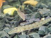 Įv. akvariuminės žuvelės Šiauliuose - nuotraukos Nr. 24