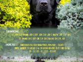 Labradoro retriveris reproduktorius