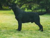 Labradoro retriveris reproduktorius - nuotraukos Nr. 2