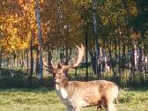 Danieliai ir dėmėtieji elniai - nuotraukos Nr. 3