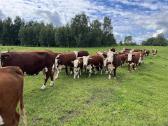 Hereford - nuotraukos Nr. 2