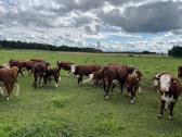 Hereford - nuotraukos Nr. 3