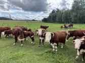 Hereford - nuotraukos Nr. 4