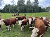Hereford - nuotraukos Nr. 5
