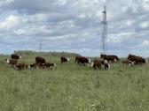 Hereford - nuotraukos Nr. 7