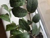 Marmurinis Aeschynanthus (Aiškenis) - nuotraukos Nr. 3