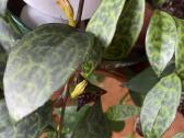 Marmurinis Aeschynanthus (Aiškenis) - nuotraukos Nr. 4