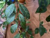 Marmurinis Aeschynanthus (Aiškenis) - nuotraukos Nr. 5
