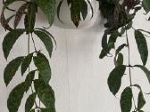 Marmurinis Aeschynanthus (Aiškenis) - nuotraukos Nr. 6