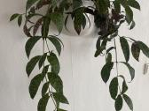 Marmurinis Aeschynanthus (Aiškenis) - nuotraukos Nr. 7